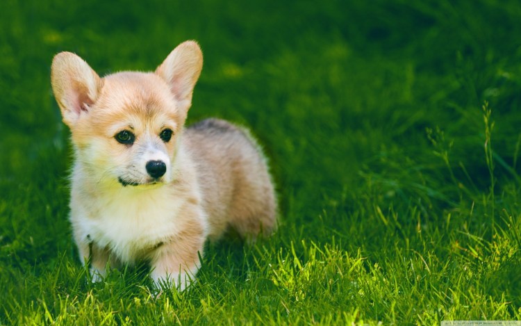 Собака на улице