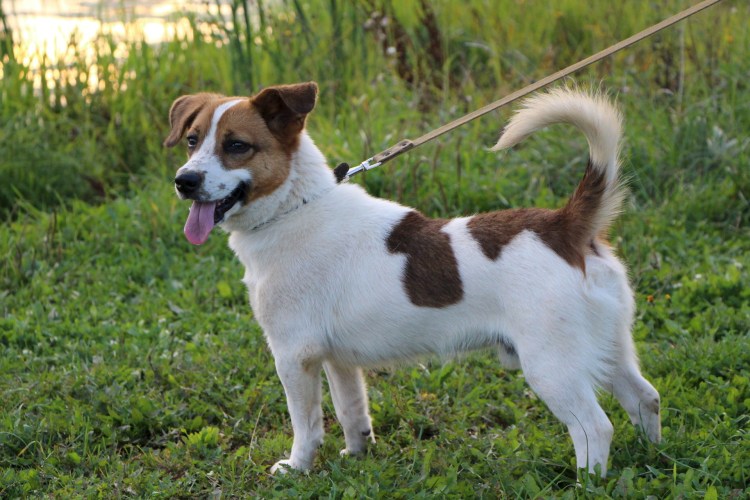 Маленькие собачки для двора