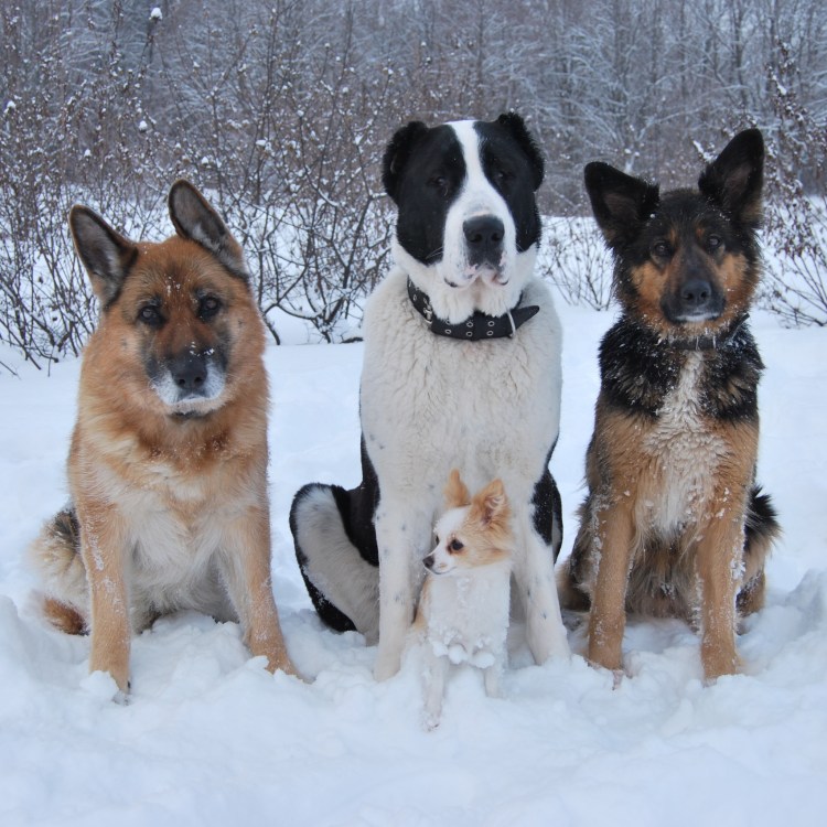 Порода нянька Бульмастиф