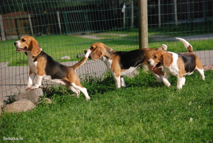 Чистопородный Бигль