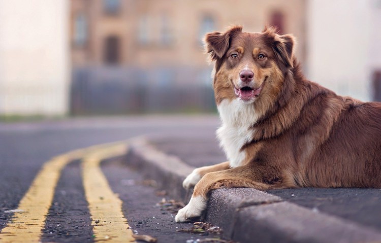 Порода собак Доберман-пинчер