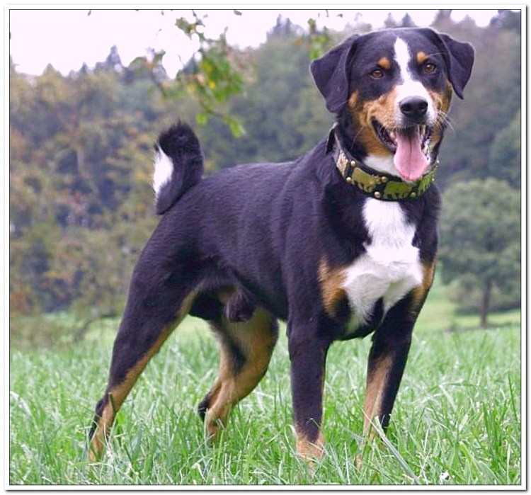 Бигль порода собаки Бигль