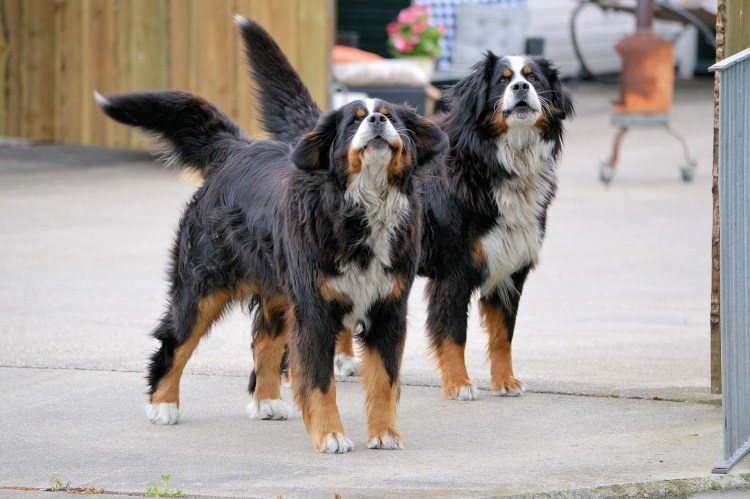 Собаки во двор породистые