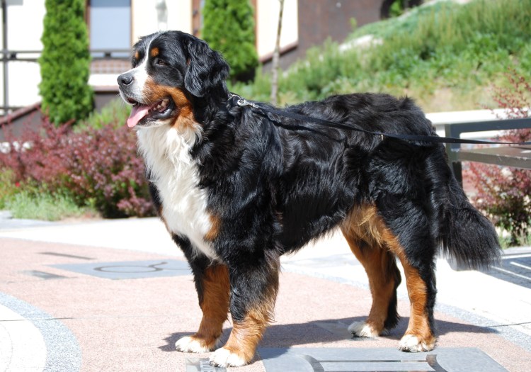 Порода Бернский зенненхунд