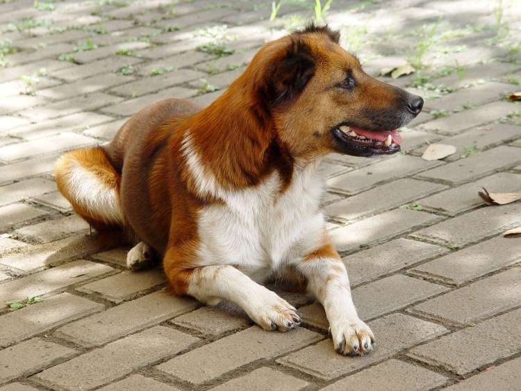 Уличные собаки породистые