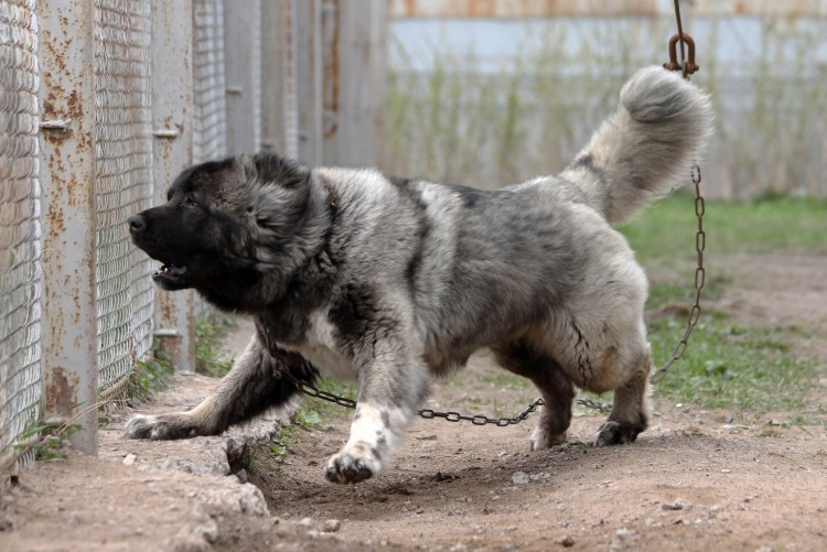 Поводок для собак