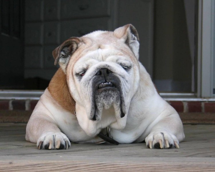 Английский бульдог породы собак