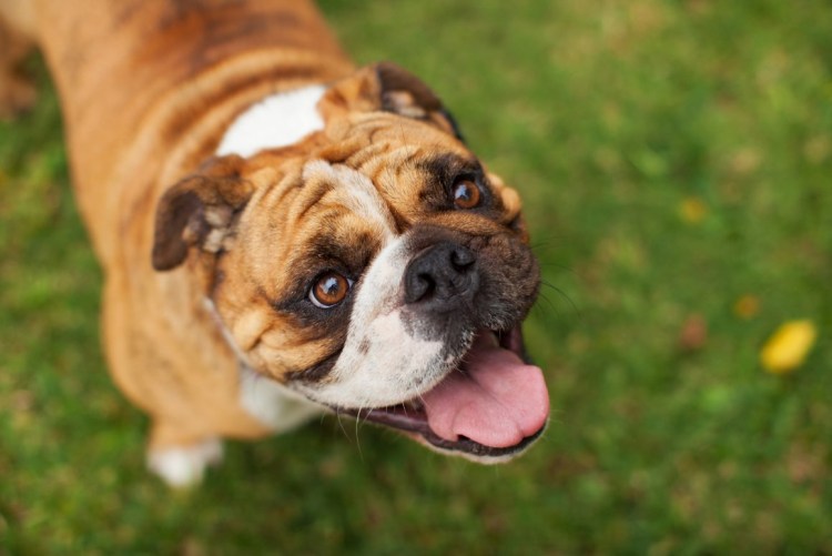 Ленивый бульдог