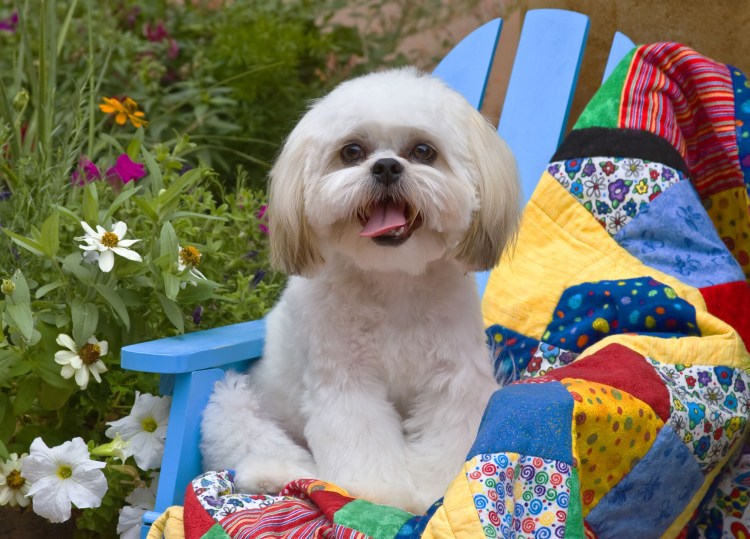 Неприхотливые собачки