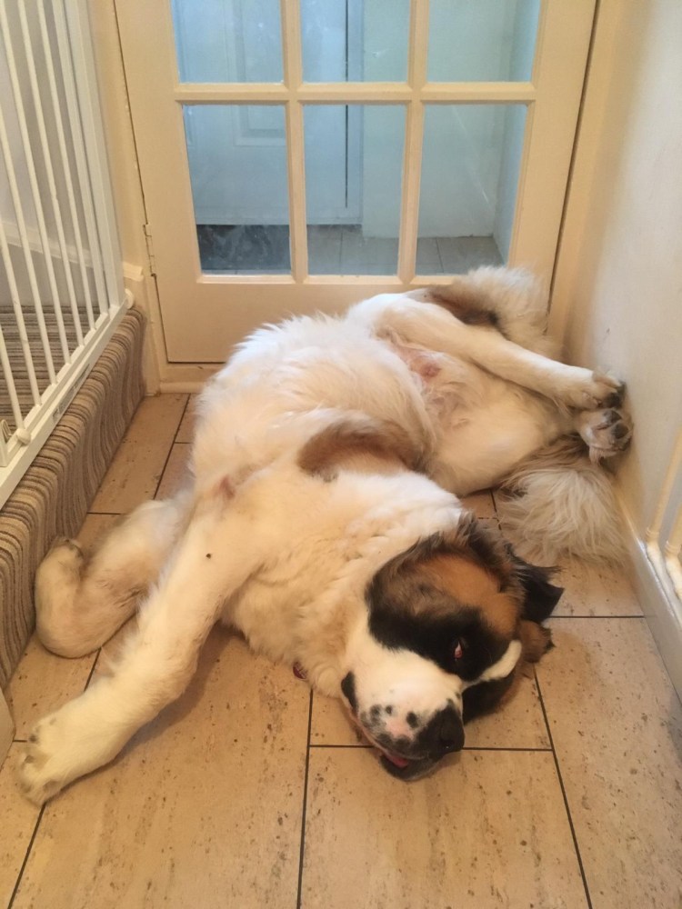 Бассет хаунд Триколор