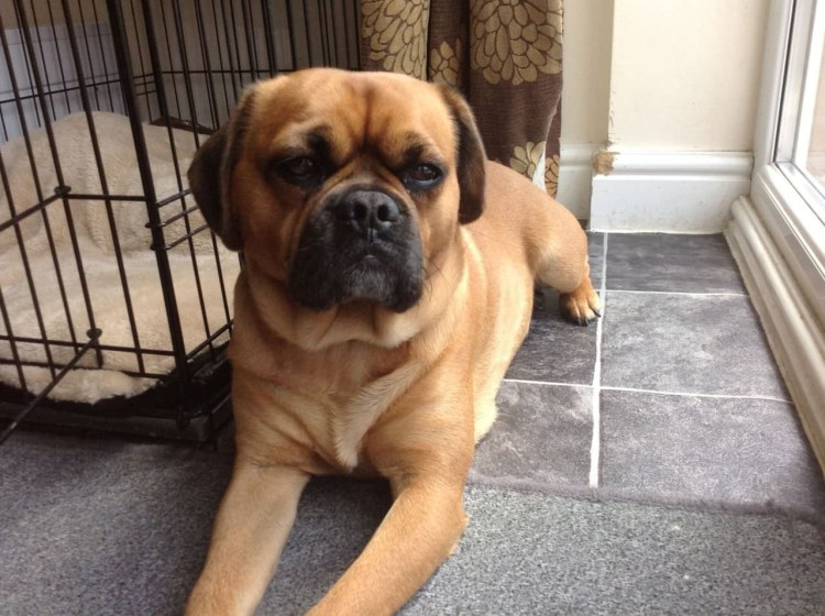 Старо англизкий бульдог