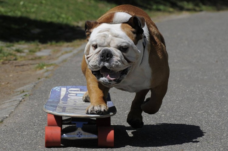 Собака бульдог