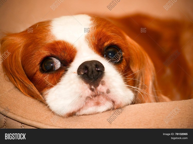 Собака чихуахуа