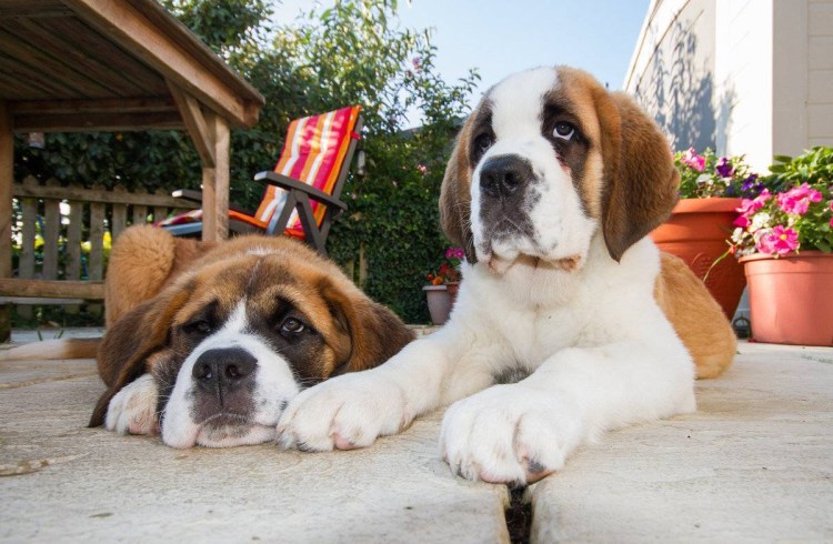 Пожилой бульдог