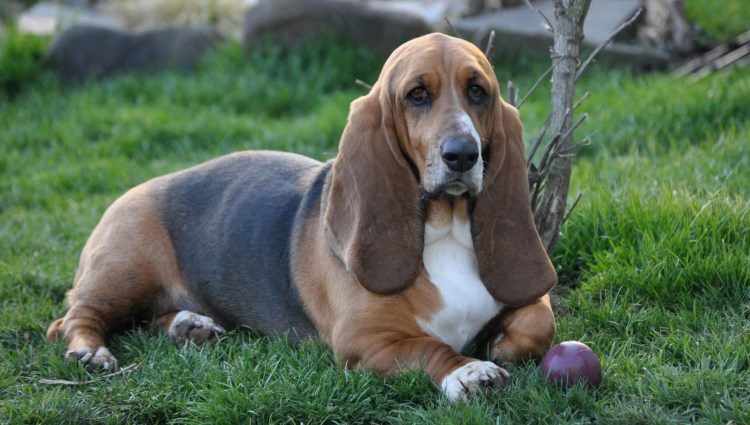 Сенбернар Райттес бренди Беар