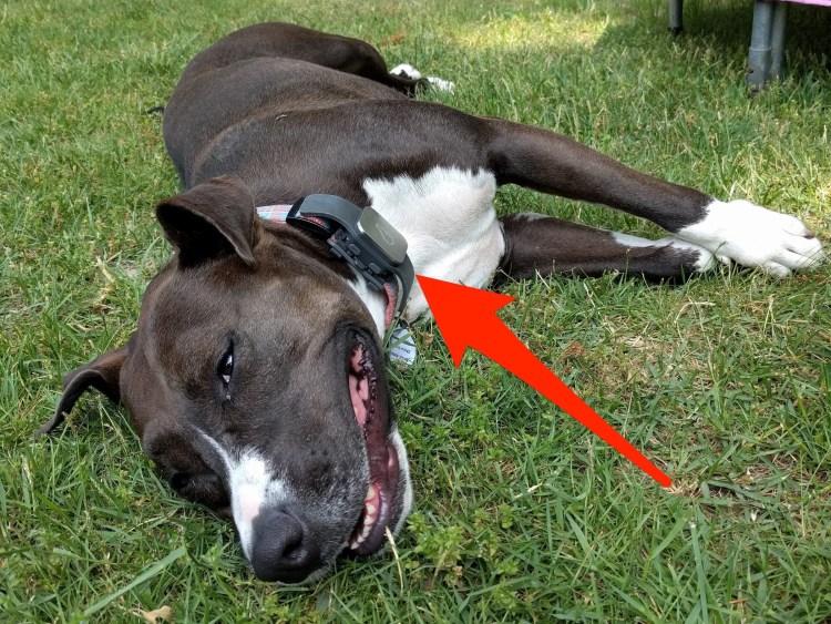 Спящие бульдоги