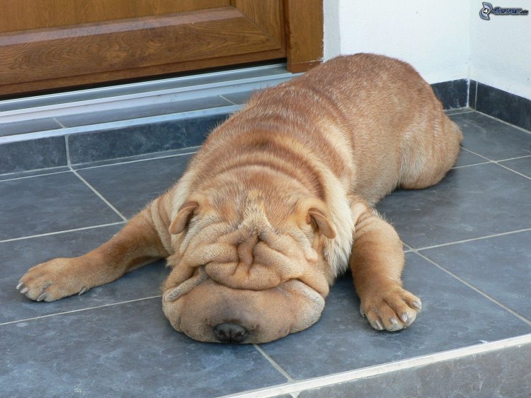 Ленивая собака