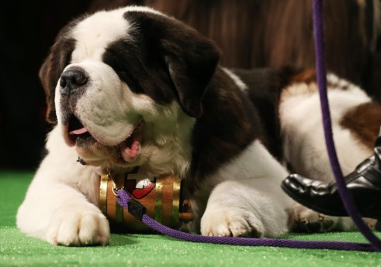 Кеннел собака