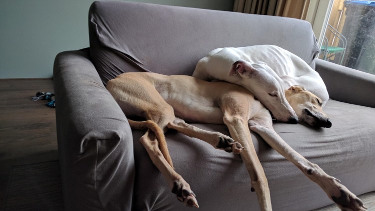 Ленивый бульдог