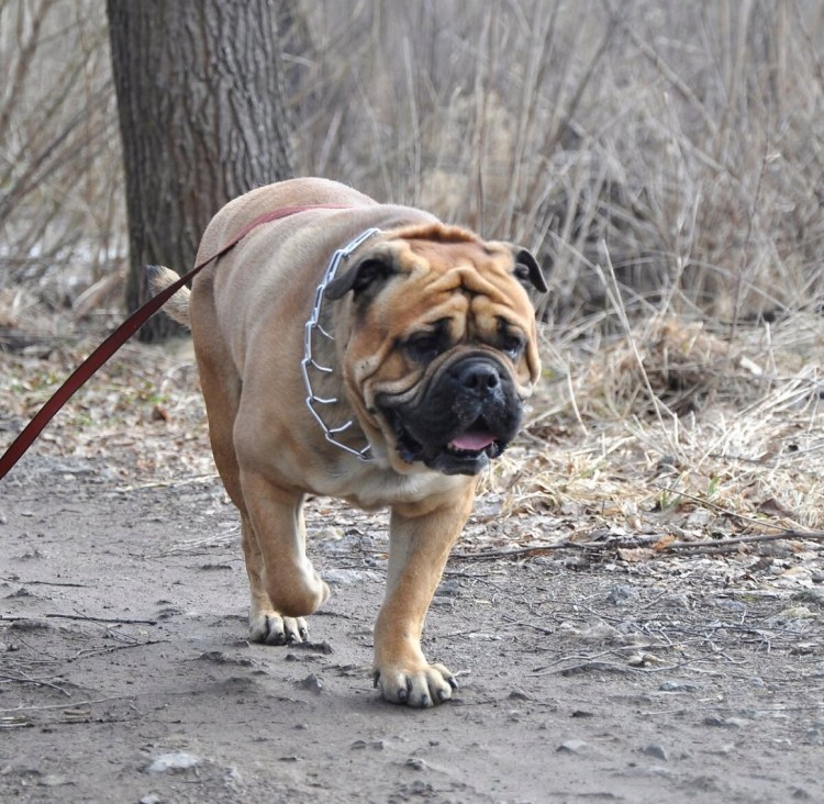 Ленивая собака