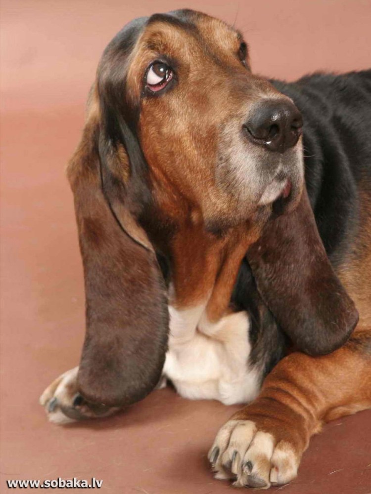 Уставшая собака