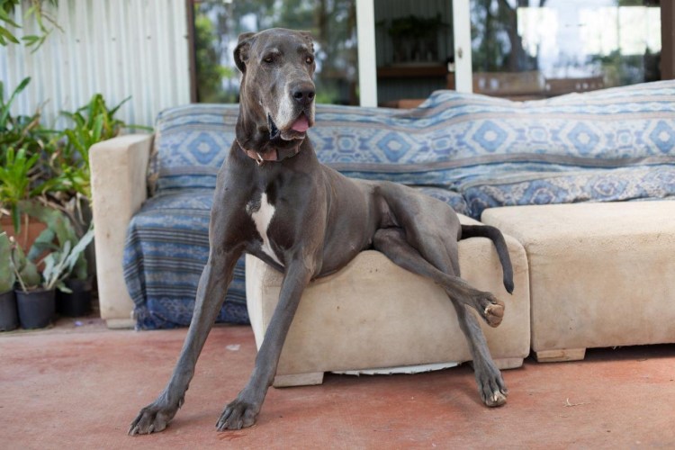 Породу вельш корги кота