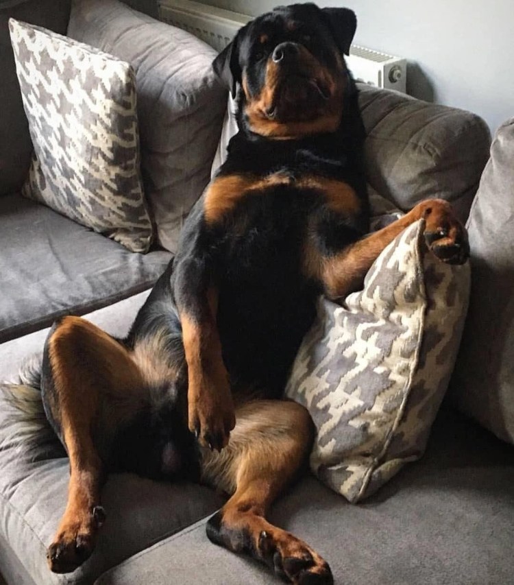 Собачки для квартиры