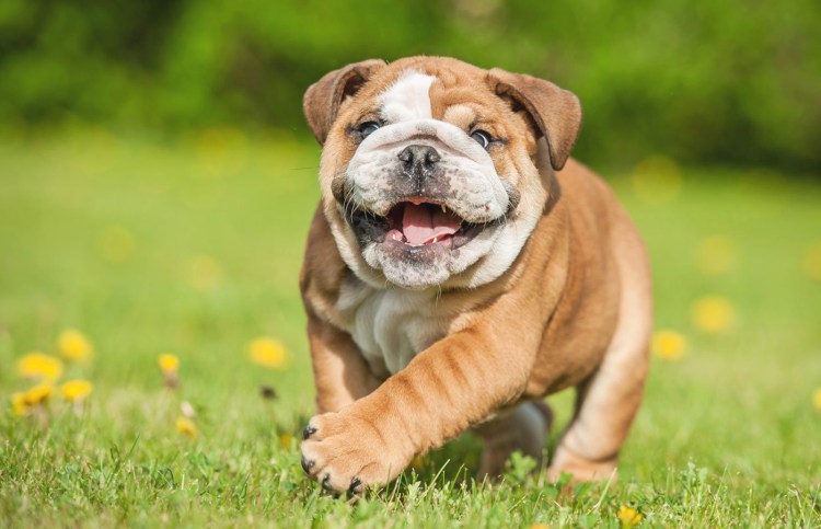 Ленивые породы собак