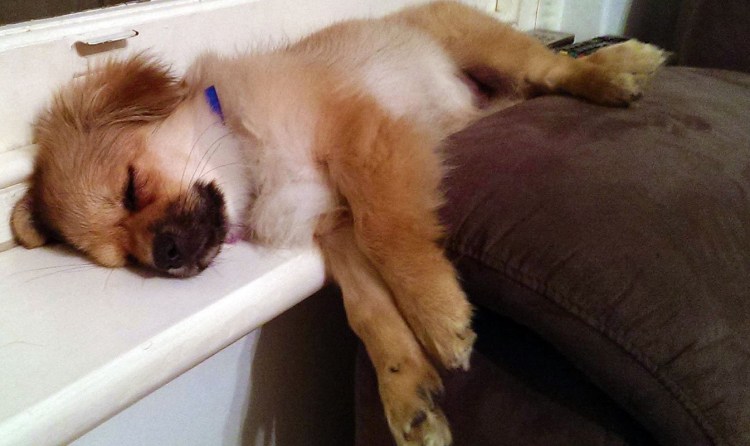 Шарпей Мопс английский бульдог