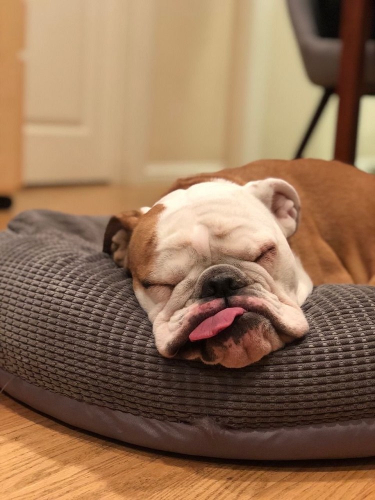 Ленивый щеночек