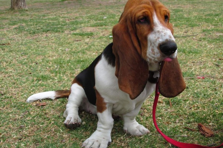 Самые ленивые собаки