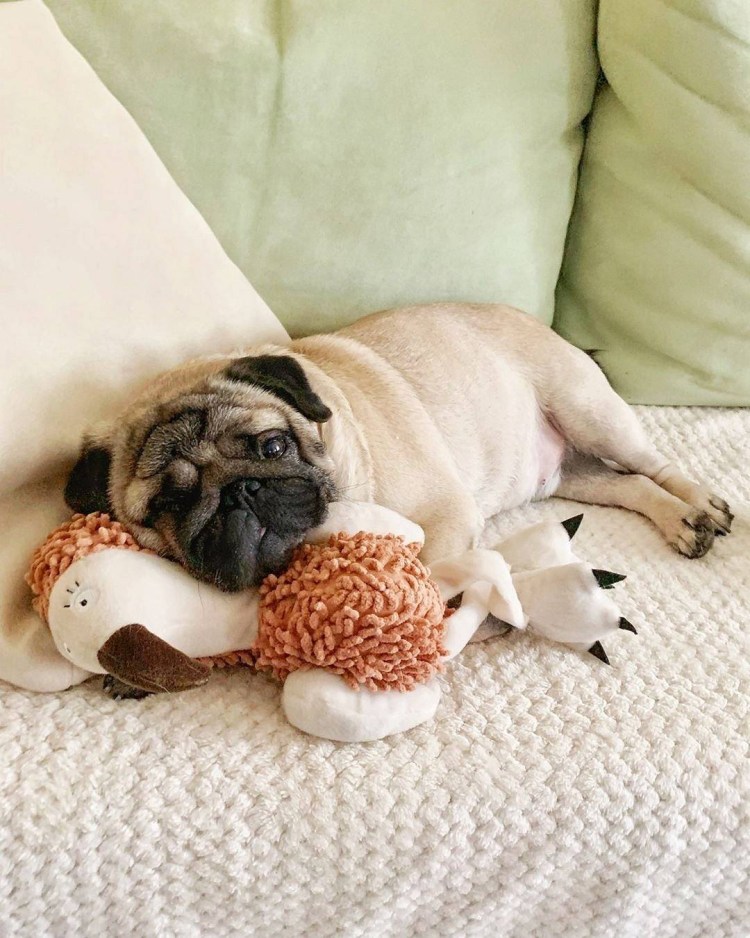 Смешные породы собак