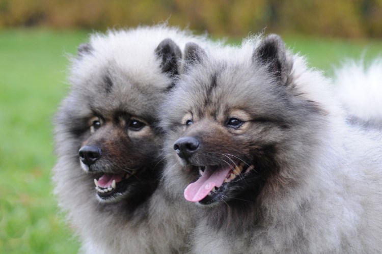 Кеесхонд собака