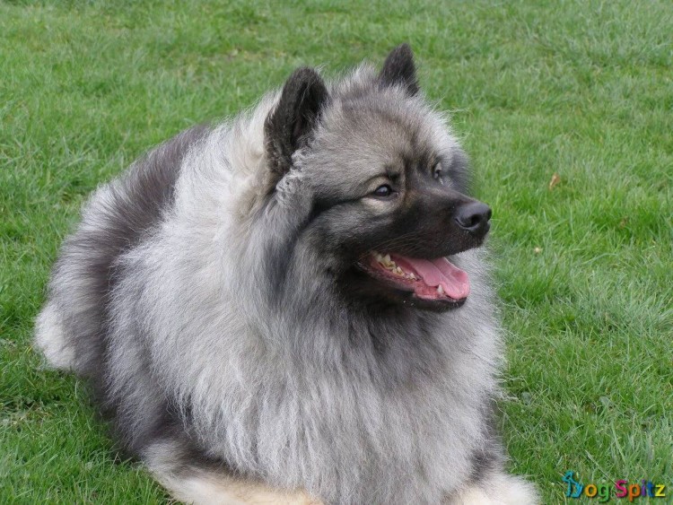 Кеесхонд вольфшпиц