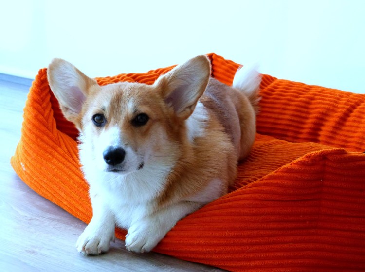 Щенок на диване