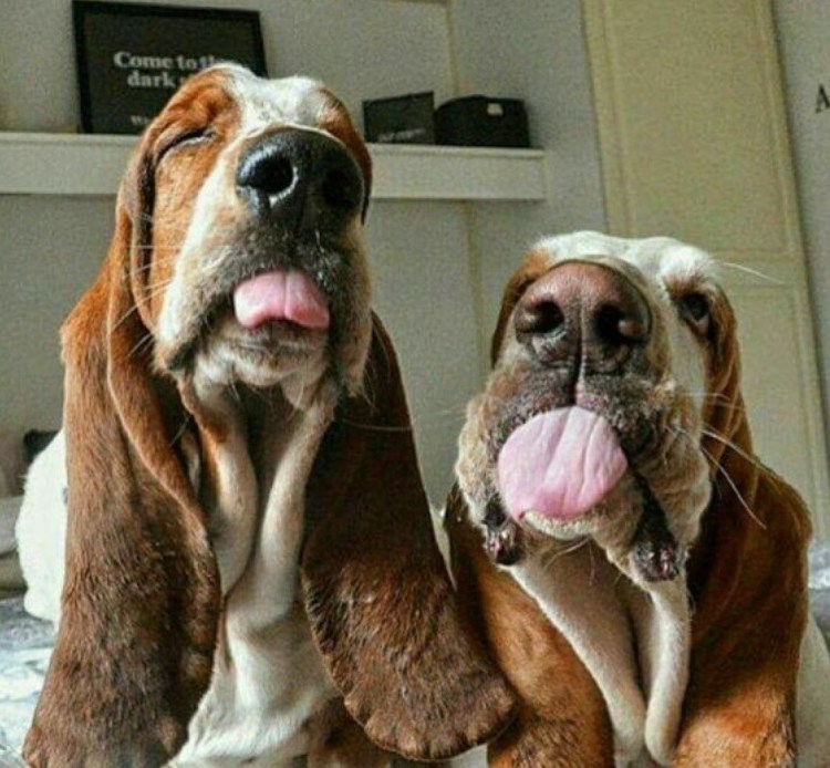 Мастиф Бульмастиф