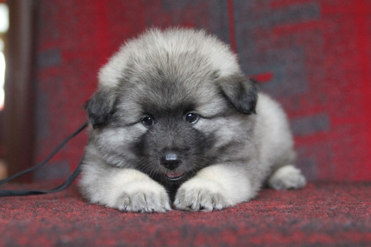 Немецкий шпиц большой вольфшпиц