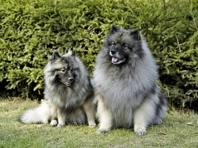 Кеесхонд вольфшпиц