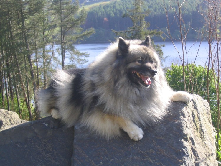Кеесхонд вольфшпиц