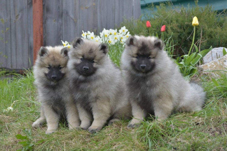 Шпиц вольфшпиц