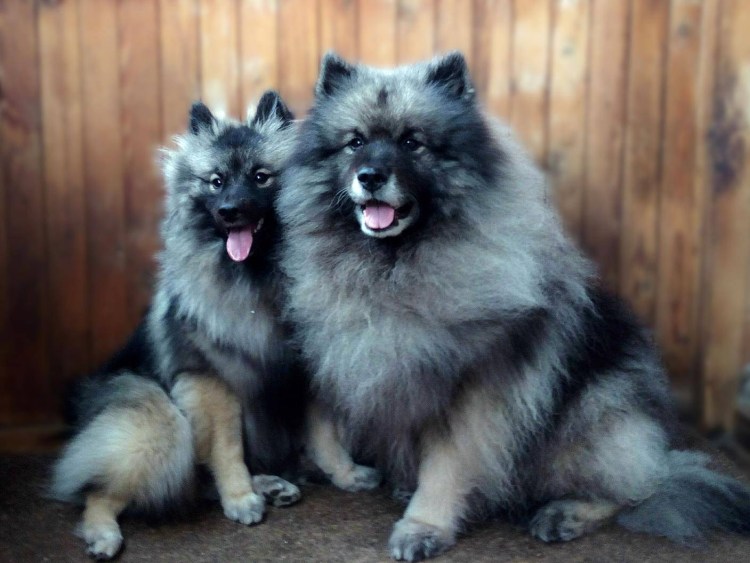 Keeshond Dog Breed