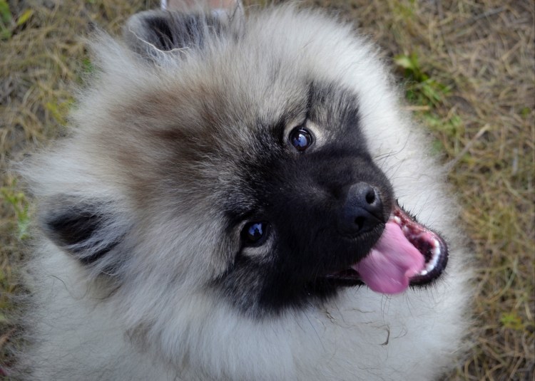 Вольфшпиц щенок 3