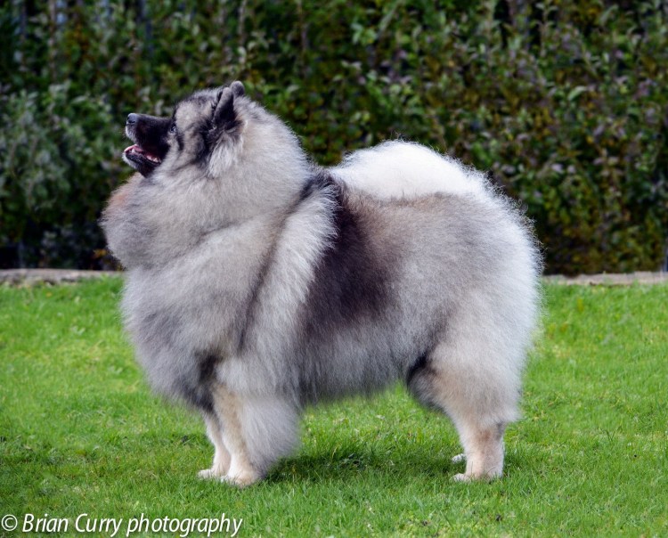 Норвежский кеесхонд