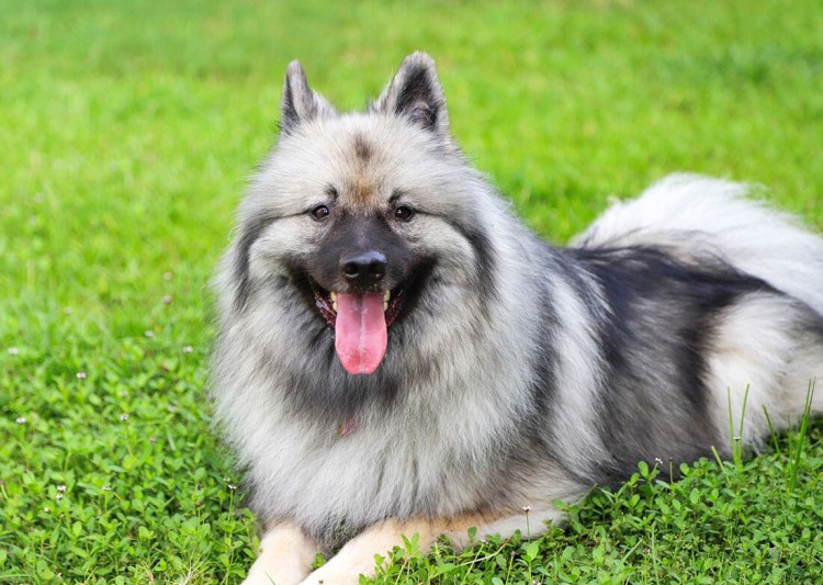 Кеесхонд вольфшпиц