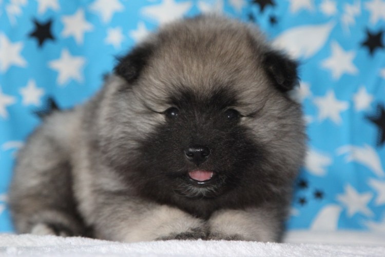 Кеесхонд щенок 9 месяцев