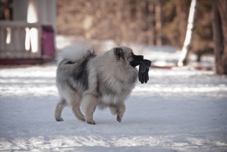 Кеесхонд вольфшпиц