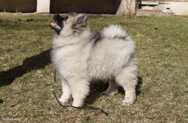 Немецкий вольфшпиц