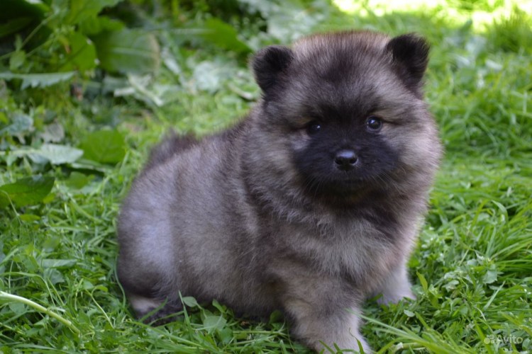 Порода собак Вульф