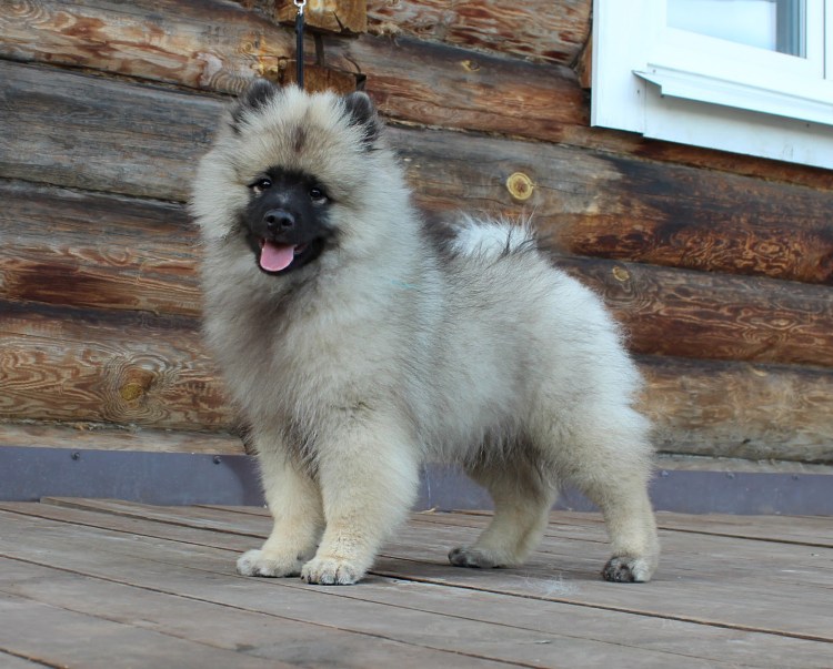 Немецкий шпиц кеесхонд