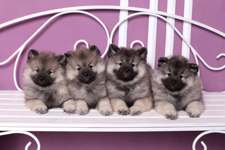 Вульф шпиц взрослый